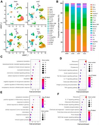 APP-CD74 axis mediates endothelial cell-macrophage communication to promote kidney injury and fibrosis